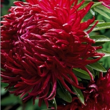 Астра Дракон селект Руби Ред