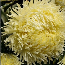 Астра Дракон селект Ело