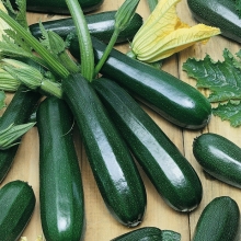 Кабачок Дракоша