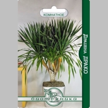 Драцена Драко