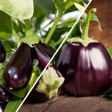 Дуэт Баклажан Грибное удовольствие +Икорный F1