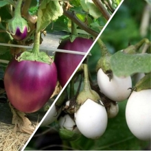 Дуэт Баклажан Белоснежка +Боровичок