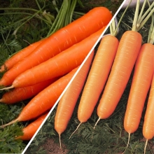 Дуэт Морковь Королева Осени +Нантская 4