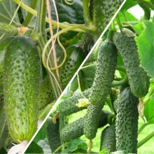 Дуэт Огурец Бабушкин внучок F1 +Дедушкина внучка F1