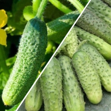 Дуэт Огурец Бочковой F1 +Засолочный