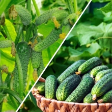 Дуэт Огурец Папенькина дочка F1 +Маменькин любимчик F1