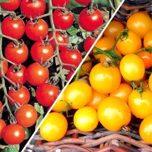Дуэт Томат Вишня желтая +Вишня красная