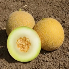 Дыня Колхозница 749/753