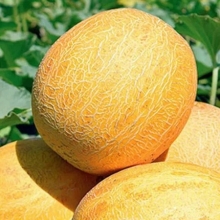 Дыня Ранняя 133