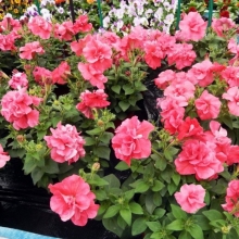 Петуния Дуо F1 персиковый (лососево-розовый)