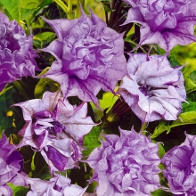 Дурман Сиреневый махровый