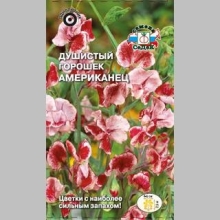 Горошек душистый Американец