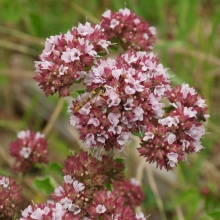 Душица Органза