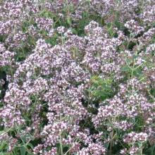 Душица обыкновенная Медовый аромат