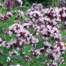 Душица обыкновенная Северное сияние