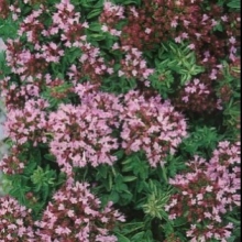 Душица Радуга