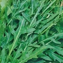 Двурядник Оливетта (тонколистный)