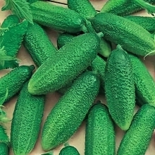 Огурец Дядя Федор F1