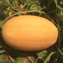 Дыня Анамакс F1