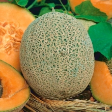 Дыня Harper Mel 20 F1 (большой пакет)