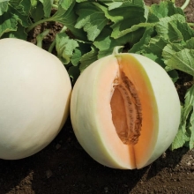 Дыня Принцесса Анна F1