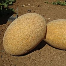 Дыня Самит F1