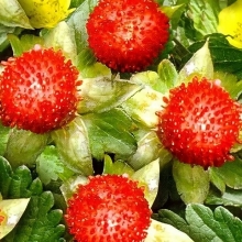 Дюшенея индийская Тутти Фрутти