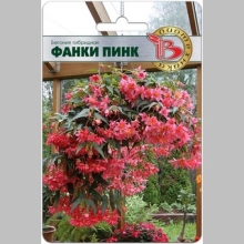 Бегония Фанки Пинк