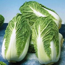 Капуста Шанхай (пекинская)