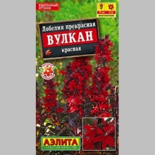 Лобелия Вулкан (прекрасная)