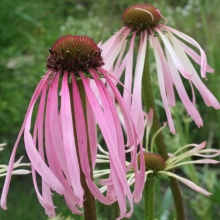 Эхинацея Лебедушка