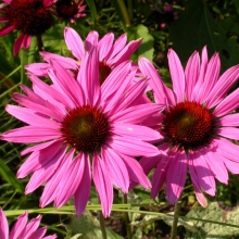 Эхинацея Пурпурно-красная (пурпурная)