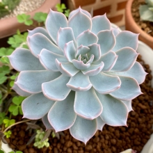 Эхеверия Десмета