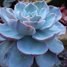 Эхеверия Пикаки