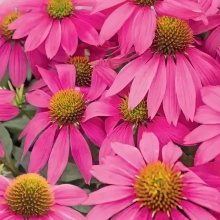 Эхинацея Полянка