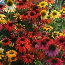 Эхинацея Шайенн Спирит