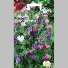 Эхиум Пилигрим (гибридный) смесь
