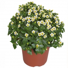 Экзакум Джульетта (Семена Профи)