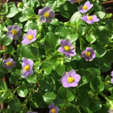 Экзакум Princess Deep Blue (большой пакет)