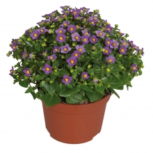 Экзакум Ромео (Семена Профи)