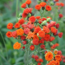 Эмилия Огненный салют