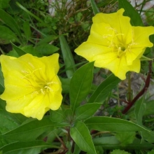 Энотера Пиноккио