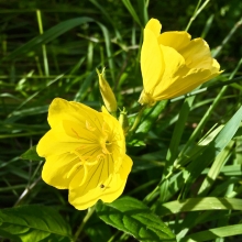 Энотера Желтая свеча