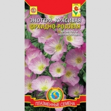 Энотера Орхидно-розовая (красивая)