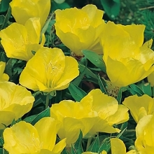 Энотера Ночная свеча (миссурийская)