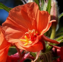 Энотера Шелковый Поцелуй красивая