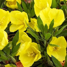 Энотера Сольвейг миссурийская