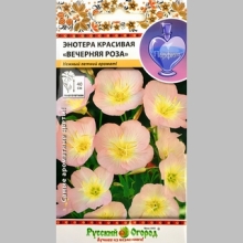 Энотера Вечерняя роза красивая