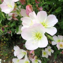 Энотера Воздушный десерт (бледная)