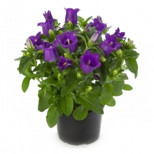 Колокольчик Эппил F1 Темно-синий